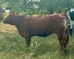 LR Rev It Shake It CP - Longhorn Heifers