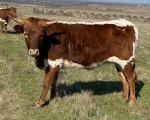 Lady Revival CP - Longhorn Heifers