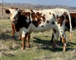 Rev My Boomerang CP - Longhorn Heifers