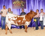 LR Lilly Ann CP - Longhorn Heifers
