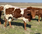 High Mischief CP - Longhorn Heifers