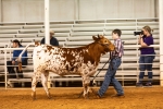 Razzmatazz CP - Longhorn Heifers