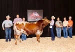 LR Kindofsalty CP - Longhorn Bulls