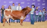 LR Kindofsalty CP - Longhorn Bulls