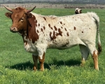 Cutting Edge Lillie CP - Longhorn Heifers