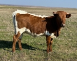 Rev Me Luna CP - Longhorn Heifers