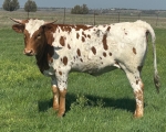 LR Jada Dawn CP - Longhorn Heifers