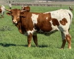 03 Dreamcatcher - Longhorn Heifers