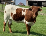 03 Painted Ruby - Longhorn Heifers