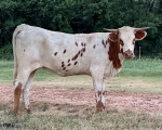 Blue Belle CP - Longhorn Heifers