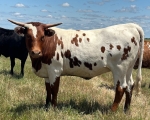 Shes Got Moxie CP - Longhorn Heifers