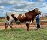 LR Thunder CP - Longhorn Bulls