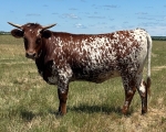 LR Rev My Sprinkles CP - Longhorn Heifers