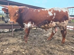 Tried And True CP - Longhorn Bulls