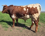 Tried And True CP - Longhorn Bulls