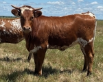 Tommy Girl CP - Longhorn Heifers