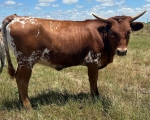 Starlight Chick CP - Longhorn Heifers