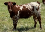 LR Morning Star CP - Longhorn Heifers