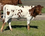 Discovery Melody heifer - Longhorn Heifers