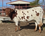 Melody Revival CP - Longhorn Heifers