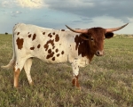 Melody Revival CP - Longhorn Heifers