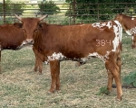 Sister Melody CP - Longhorn Heifers