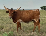 Sister Melody CP - Longhorn Heifers
