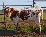 Valentina Revival CP - Longhorn Heifers