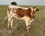 Valentina Revival CP - Longhorn Heifers