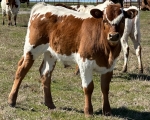 Discovery Magic Girl CP bull calf - Longhorn Bulls