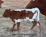 Magic Girl CP heifer - Longhorn Heifers