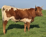 Magic Discovery CP - Longhorn Heifers