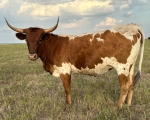 Magic Discovery CP - Longhorn Heifers