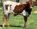 Sanddollar Highbrow Lady bull calf - Longhorn Bulls