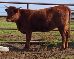 Vermelho Discovery CP - Longhorn Heifers