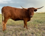 Vermelho Discovery CP - Longhorn Heifers