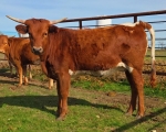 Boomerangs Fling CP - Longhorn Heifers