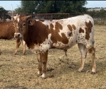 Discovery Emily CP steer - Longhorn Steers
