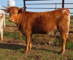 LR Rev Me Bambi CP - Longhorn Heifers