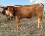 Rev Me Bambi CP - Longhorn Heifers