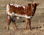 LR Miss Rosey Bull - Longhorn Bulls