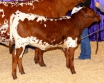 LR Girlee Pop CP - Longhorn Heifers