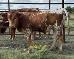 Pancho Villa CP - Longhorn Steers