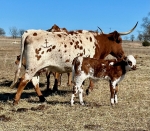 Anchor T Alamo Rose Bull - Longhorn Bulls