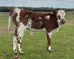 LR Sir Duke CP - Longhorn Steers