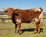 Queen Justice CP - Longhorn Heifers