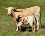 Velocity Nelly CP bull - Longhorn Bulls