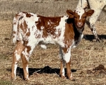 SBL Minnie heifer - Longhorn Heifers