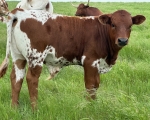 Discovery Luna X Perpetua James - Longhorn Bulls