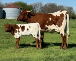 Electra CP X Shindig heifer - Longhorn Heifers